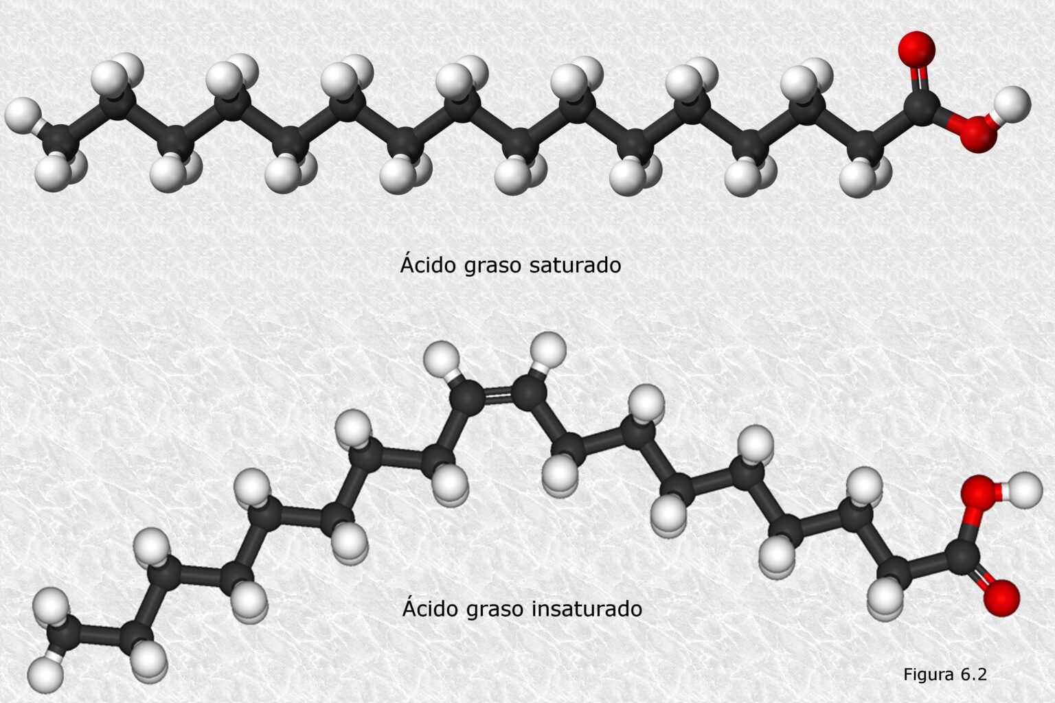 O que e a função do ácido?