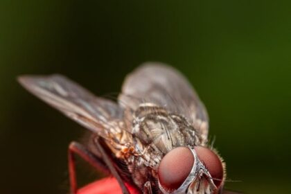 Como a clorofila absorve a luz?